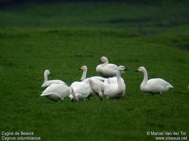 Cygne de Bewickadulte