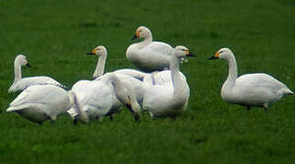 Tundra Swan