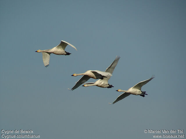 Tundra Swan