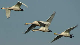 Tundra Swan