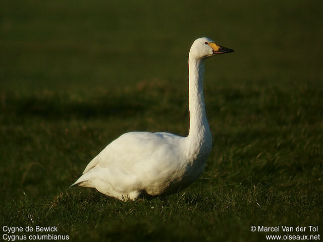 Tundra Swan