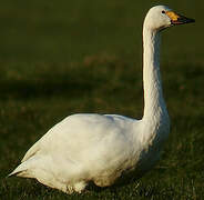 Tundra Swan