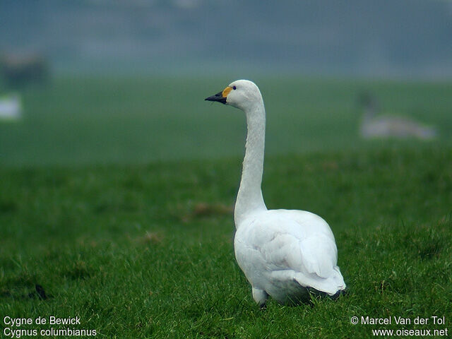 Tundra Swan