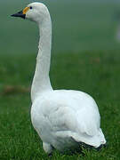 Tundra Swan