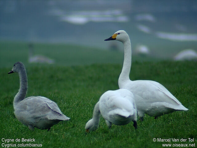 Cygne de Bewick