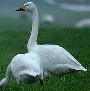 Tundra Swan