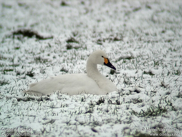 Tundra Swan