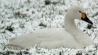 Cygne de Bewick