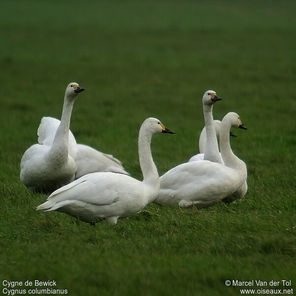 Tundra Swan 