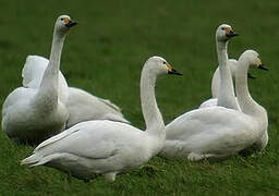 Tundra Swan