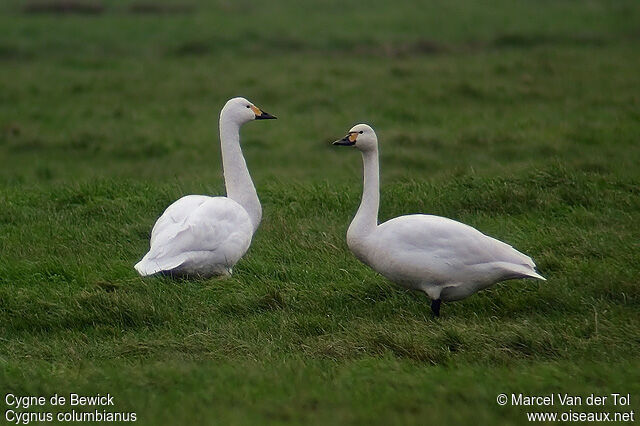 Tundra Swanadult