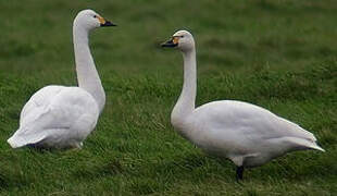 Tundra Swan