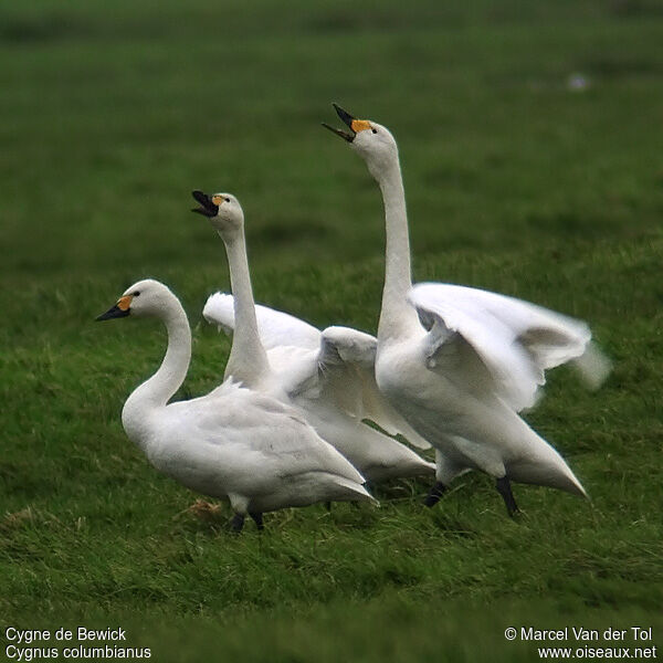 Tundra Swanadult