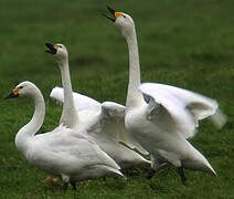 Tundra Swan