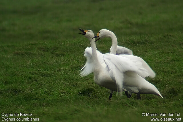 Cygne de Bewickadulte