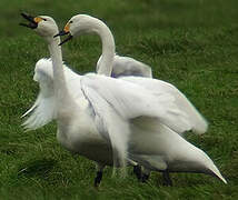 Cygne de Bewick