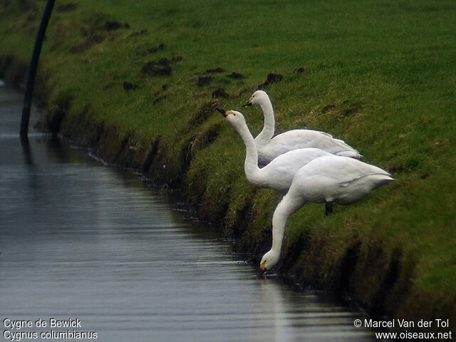 Cygne de Bewickadulte