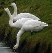 Tundra Swan