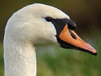 Cygne tuberculé