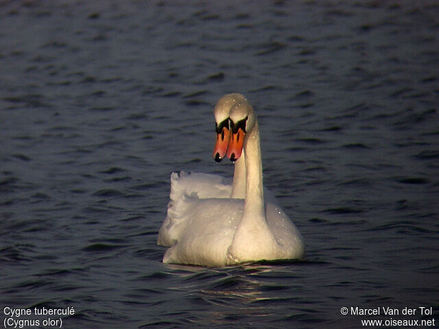 Mute Swan