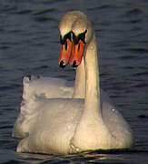 Cygne tuberculé