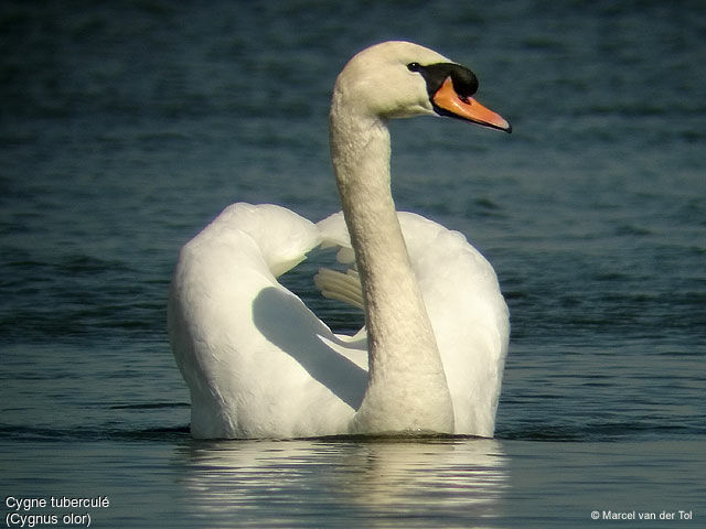 Cygne tuberculé