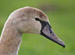 Cygne tuberculé