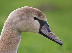 Cygne tuberculé