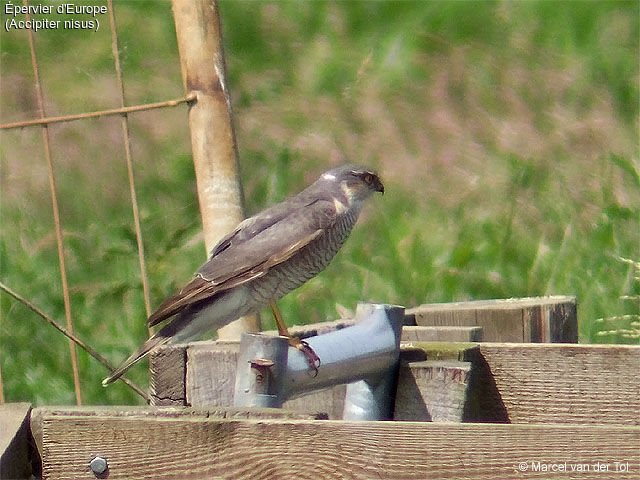 Eurasian Sparrowhawk