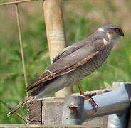 Eurasian Sparrowhawk