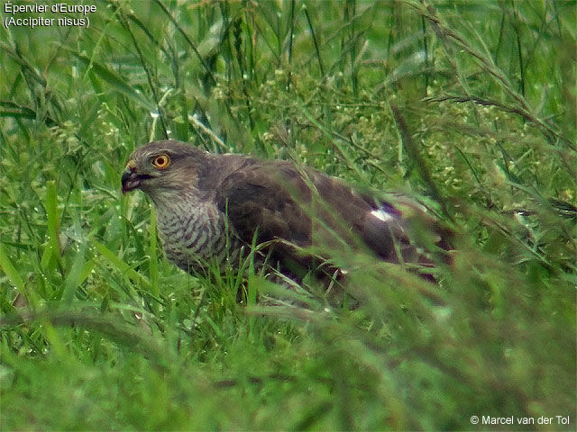 Eurasian Sparrowhawk