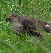 Eurasian Sparrowhawk