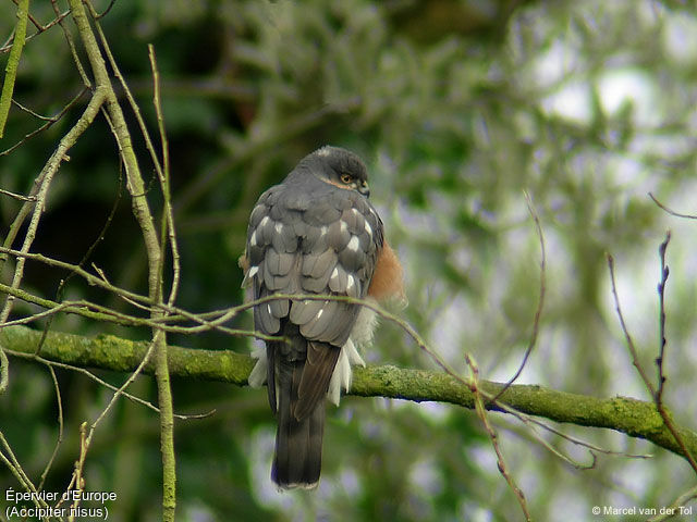 Eurasian Sparrowhawk