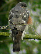 Eurasian Sparrowhawk