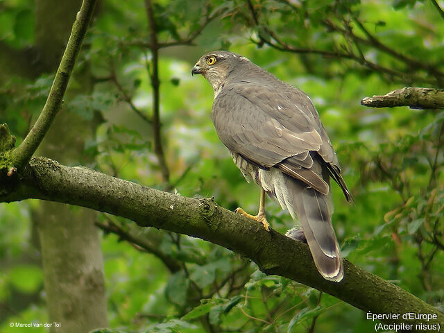 Eurasian Sparrowhawk