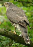 Eurasian Sparrowhawk