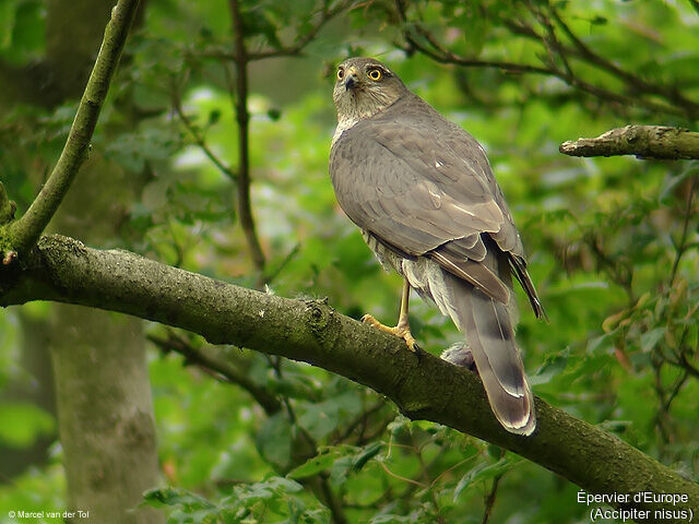 Eurasian Sparrowhawk