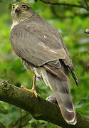 Eurasian Sparrowhawk