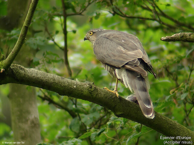 Eurasian Sparrowhawk