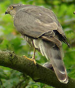 Eurasian Sparrowhawk