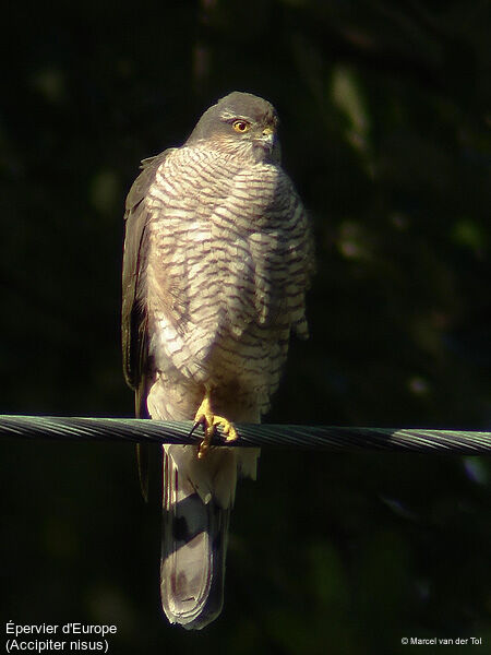 Eurasian Sparrowhawk