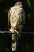 Eurasian Sparrowhawk