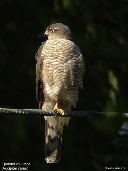 Eurasian Sparrowhawk