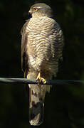 Eurasian Sparrowhawk