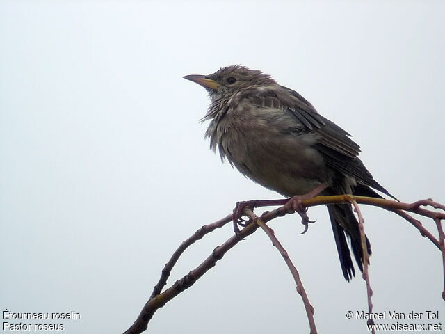 Rosy Starlingimmature