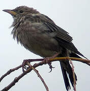 Rosy Starling