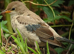 Rosy Starling