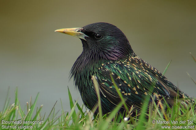 Common Starlingadult breeding, close-up portrait