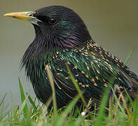 Common Starling