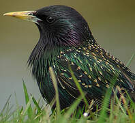 Common Starling